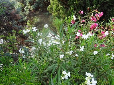 DSC08807
