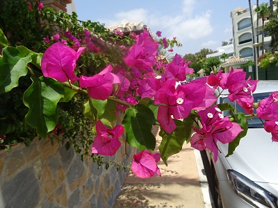 DSC08883