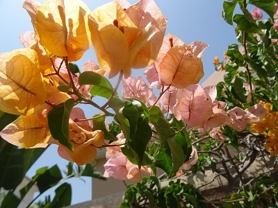 DSC08886