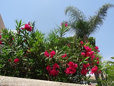 DSC08888