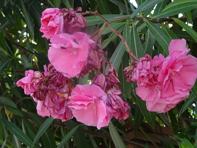 DSC08900