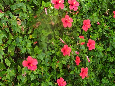 DSC08923