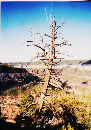 ariz 014
