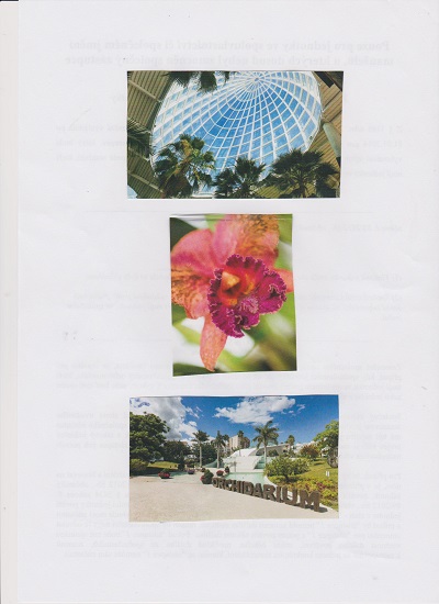 ORCHID 11 001