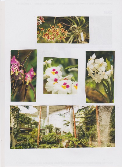 ORCHID 2 001