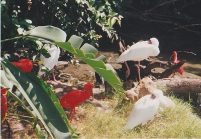 Animal 001