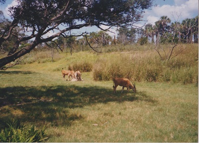 Animal 002