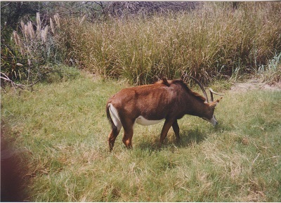 Animal 004