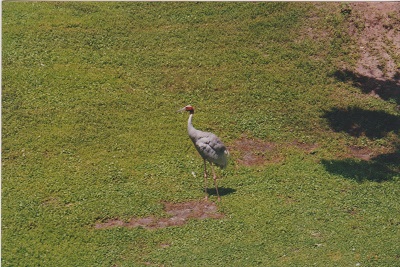 Animal 005