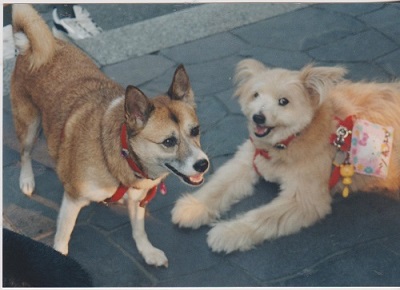 TOKYO 009