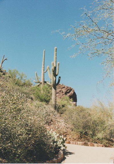 Arizona 1 001