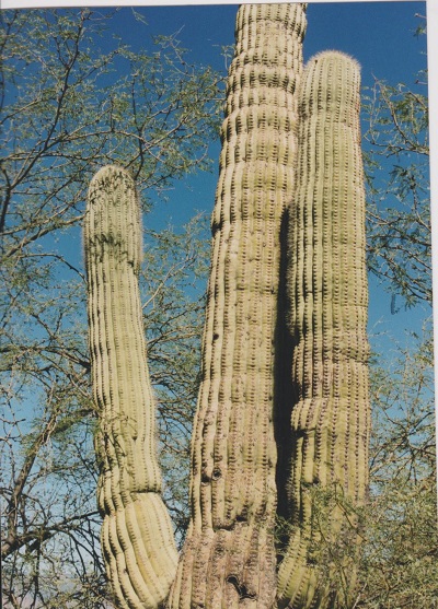 Arizona 1 002
