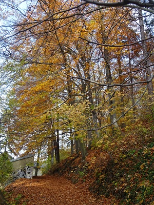 DSC00528