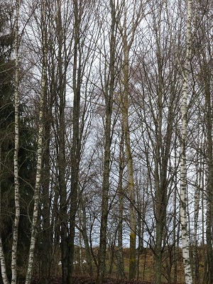 DSC00613