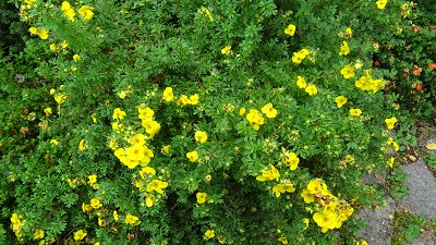 DSC08701