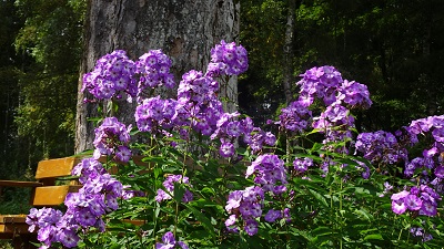 DSC08723