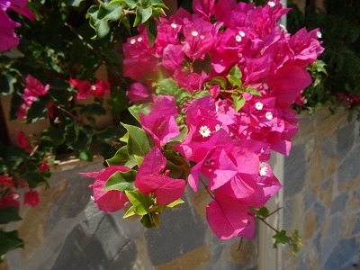 DSC08882