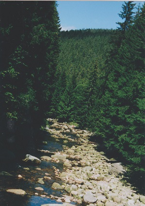 antygl 002