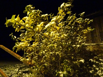 DSC00905