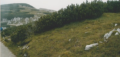 dachstein 6