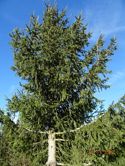 DSC00545