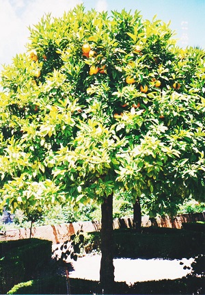 granada 018