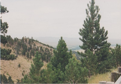 Elk 001