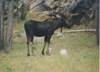 Elk 002