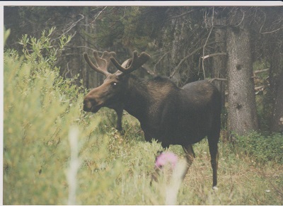 Elk 006