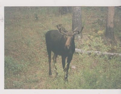 Elk 007
