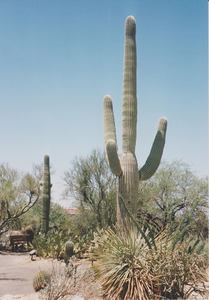 Ariz 001