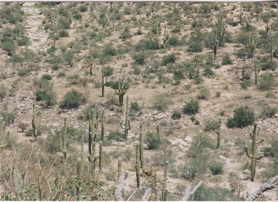 Ariz 004
