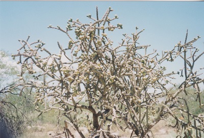 Ariz 005