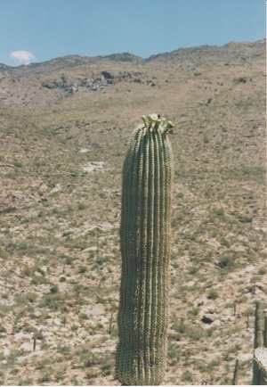 Ariz 006