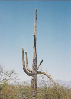 Ariz 007