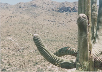 Ariz 008