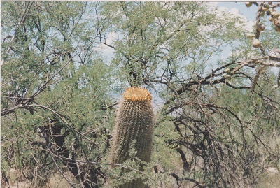 Ariz 010