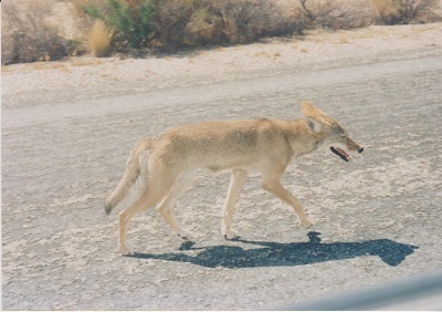 Arizona 2 003