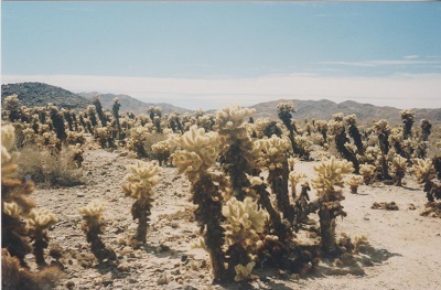 Arizona 2 005