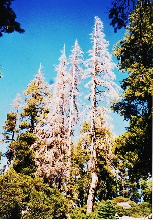 ariz 006