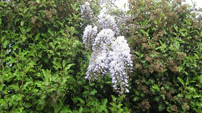IMG 0513