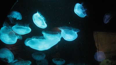 IMG 0836