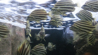 IMG 0840
