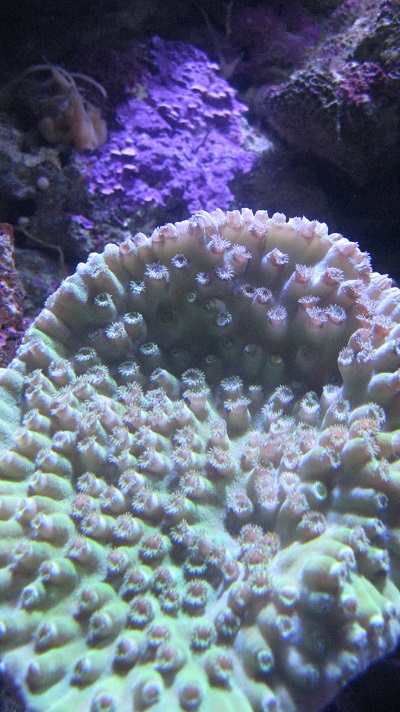 IMG 0909