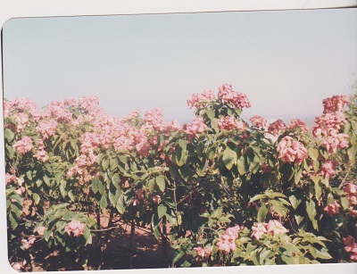 goa 004