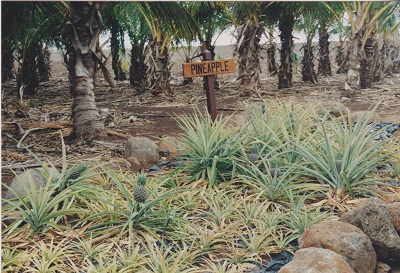 Maui 2 005