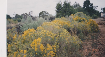 Mesa verde 001