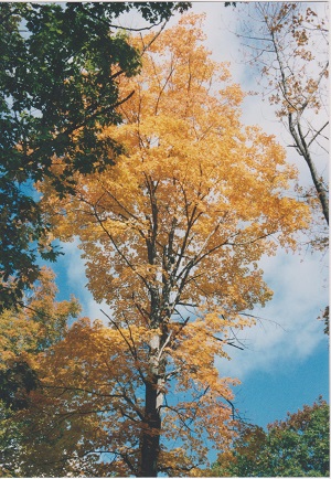 NH 006