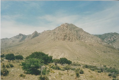 Pine 010