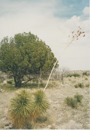 Pine 011